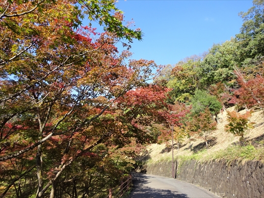 f:id:docoiko:20211109045214j:plain