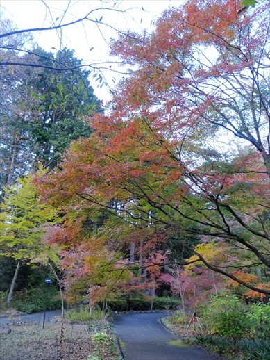 f:id:docoiko:20211202124715j:plain