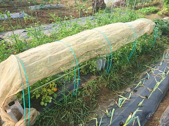 トマト支柱（3年使用）譲ります