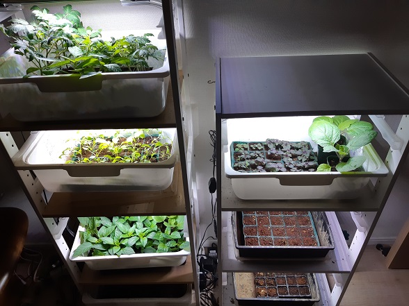 マンション室内で野菜苗やレタスがつくれる！LEDライト付き育苗棚を
