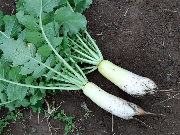 ミニから普通までお好みサイズで収穫！「三太郎」大根の移植栽培記録