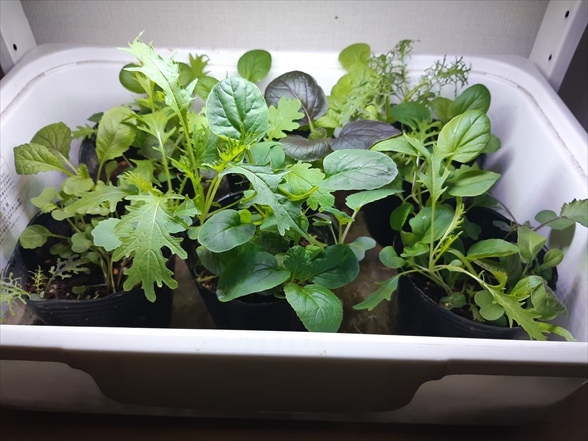 LEDと土で簡単植物工場】葉っぱが面白いベビーリーフ「菜っぱ