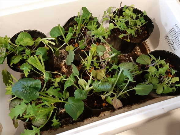LEDと土で簡単植物工場】葉っぱが面白いベビーリーフ「菜っぱ
