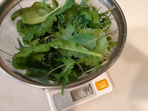 LEDと土で簡単植物工場】葉っぱが面白いベビーリーフ「菜っぱミックス