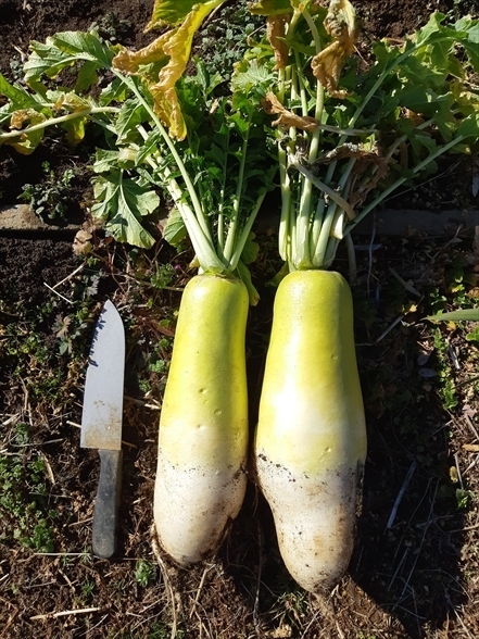 ミニから普通までお好みサイズで収穫！「三太郎」大根の移植栽培記録