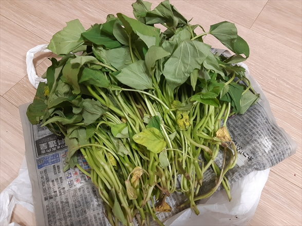 すぐ植えられないサツマイモ苗はどうする？1週間乗り切る私の