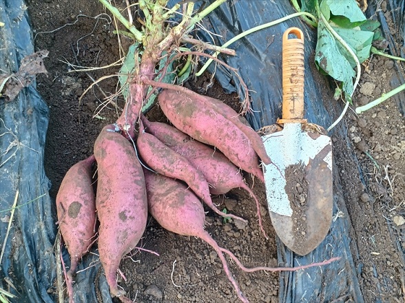 安納芋苗100本栗かぐや100本同梱 さつまいも苗（サツマイモ）】カネコ