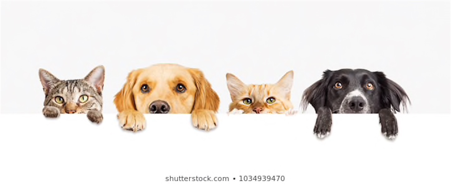 f:id:docomo-wifi:20210114211517j:plain