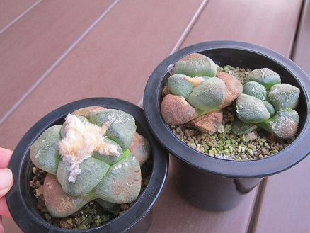 f:id:doctor-uni:20190825144314j:plain