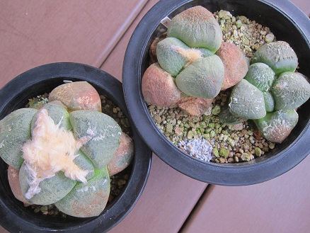 f:id:doctor-uni:20190825144332j:plain