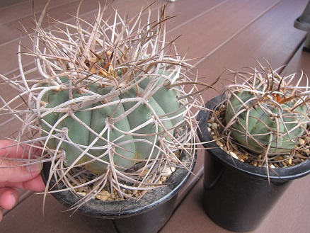 f:id:doctor-uni:20190825204251j:plain f:id:doctor-uni:20190825204251j:plain