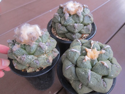 f:id:doctor-uni:20190916195454j:plain f:id:doctor-uni:20190916195454j:plain