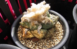 f:id:doctor-uni:20190916195637j:plain f:id:doctor-uni:20190916195637j:plain