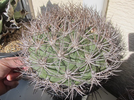 f:id:doctor-uni:20191215144838j:plain