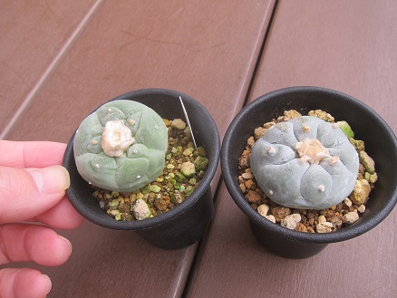 f:id:doctor-uni:20191225191222j:plain