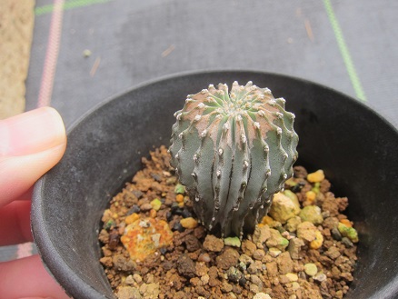 快方に向かう うに博士の ゆら り サボテン研究室
