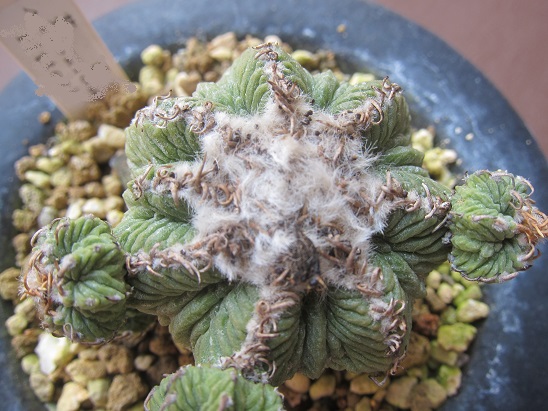 f:id:doctor-uni:20200311140746j:plain