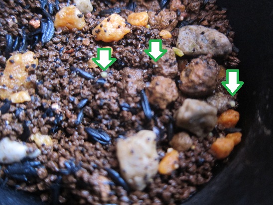 f:id:doctor-uni:20200402211231j:plain