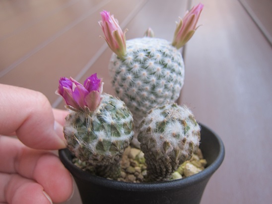 f:id:doctor-uni:20200402211240j:plain