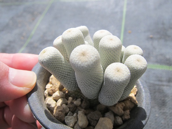 f:id:doctor-uni:20200420155026j:plain