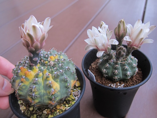 f:id:doctor-uni:20200522210049j:plain