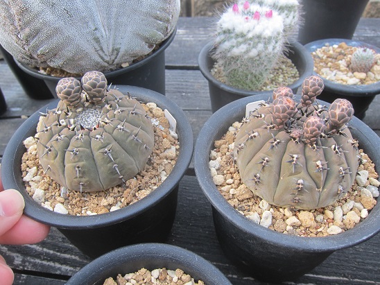 f:id:doctor-uni:20200522210117j:plain