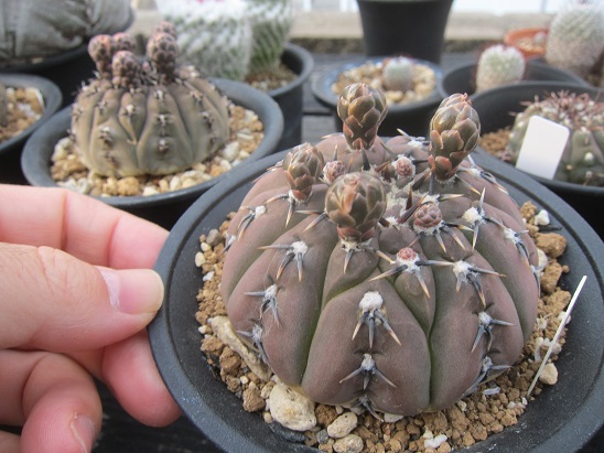 f:id:doctor-uni:20200522210120j:plain