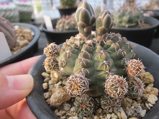 f:id:doctor-uni:20200522210123j:plain