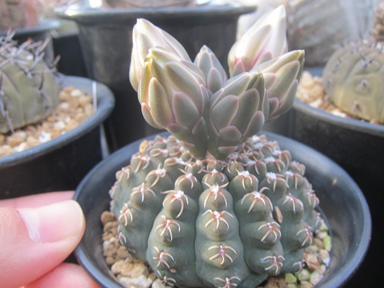 f:id:doctor-uni:20200522210126j:plain