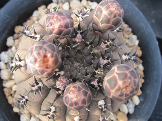 f:id:doctor-uni:20200522210138j:plain