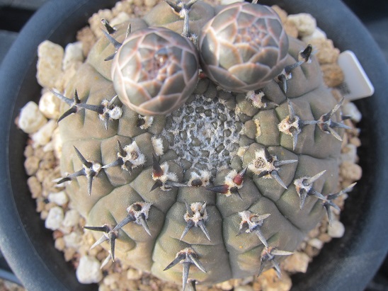 f:id:doctor-uni:20200522210141j:plain