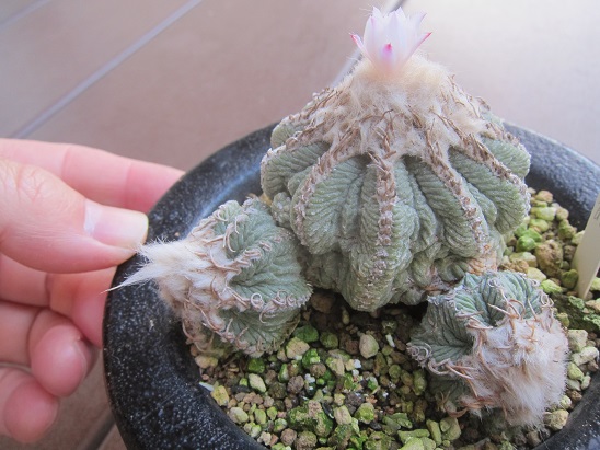 花籠 苦節２年半 うに博士の ゆら り サボテン研究室