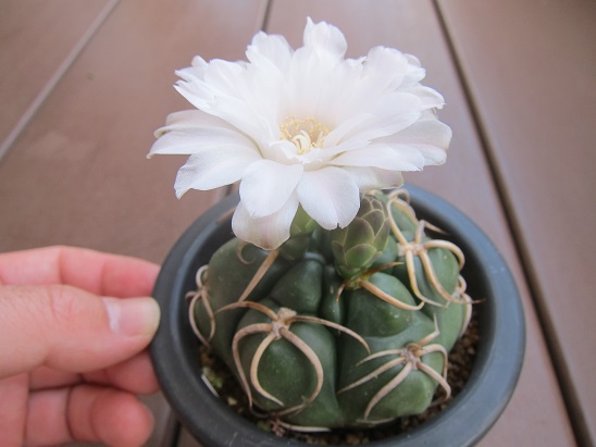 f:id:doctor-uni:20200523221122j:plain