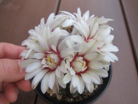 f:id:doctor-uni:20200523221125j:plain