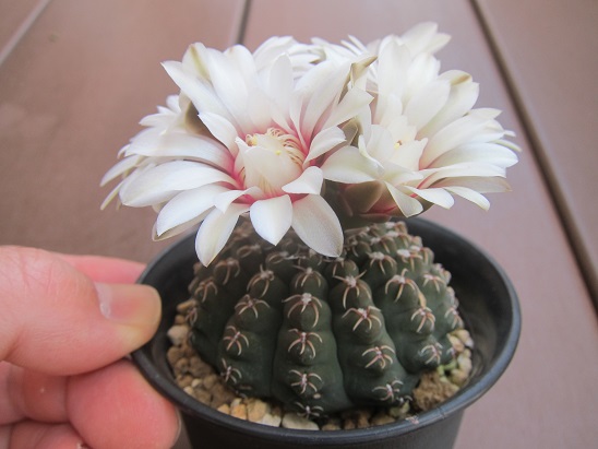 f:id:doctor-uni:20200523221129j:plain