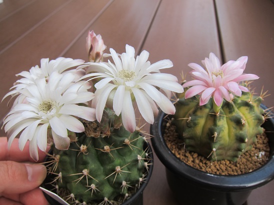 f:id:doctor-uni:20200523221131j:plain