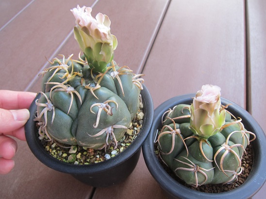 f:id:doctor-uni:20200529213746j:plain