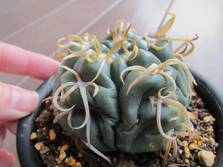 f:id:doctor-uni:20200530224515j:plain