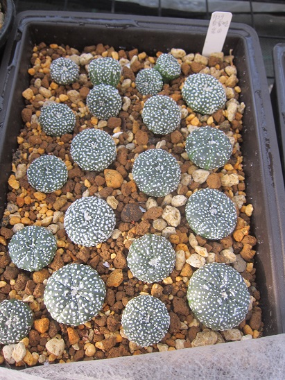 f:id:doctor-uni:20200604153817j:plain