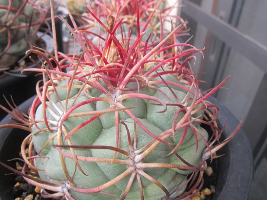 f:id:doctor-uni:20200614201340j:plain