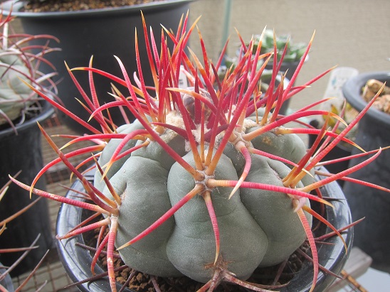 f:id:doctor-uni:20200614201347j:plain