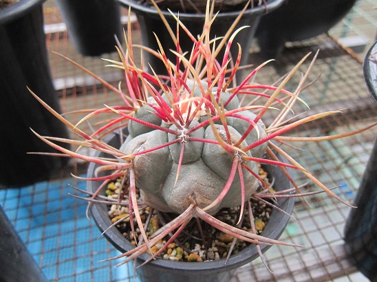 f:id:doctor-uni:20200614201351j:plain