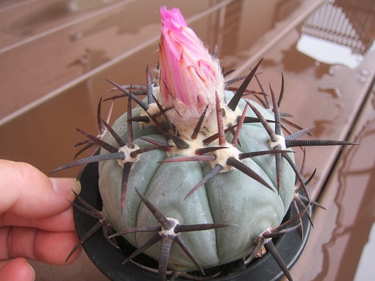 f:id:doctor-uni:20200614201354j:plain