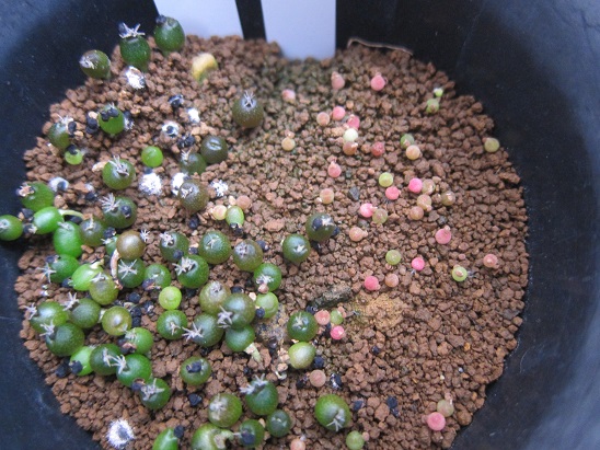 f:id:doctor-uni:20200703113525j:plain f:id:doctor-uni:20200703113525j:plain