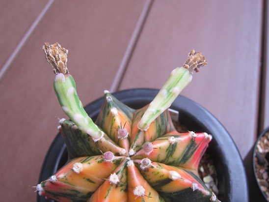 f:id:doctor-uni:20200703113610j:plain f:id:doctor-uni:20200703113610j:plain