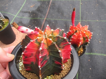 f:id:doctor-uni:20200703155800j:plain f:id:doctor-uni:20200703155800j:plain