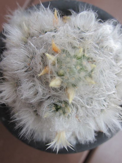 f:id:doctor-uni:20200730215306j:plain