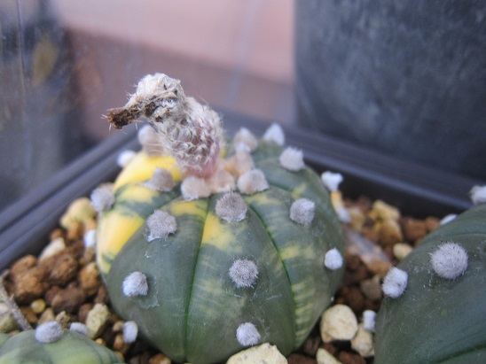 f:id:doctor-uni:20200808214200j:plain f:id:doctor-uni:20200808214200j:plain