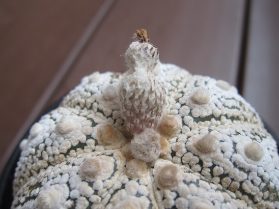 f:id:doctor-uni:20200808214226j:plain f:id:doctor-uni:20200808214226j:plain