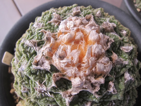 f:id:doctor-uni:20200908204705j:plain